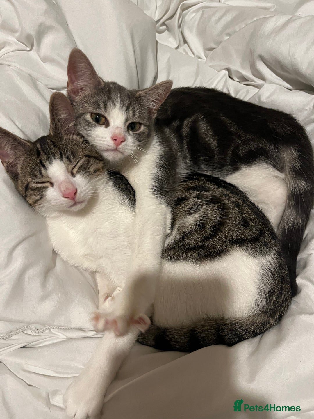 Mixed Breed cats for sale: 1 male & 1 female kitten available  - Image 2