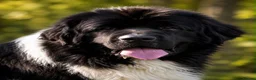 Newfoundland dogs for sale: Champion bloodlines due 22nd October  - Advert 6