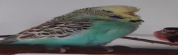 Budgerigars birds for sale: Bonded pair of budgies in Warrington - Advert 2