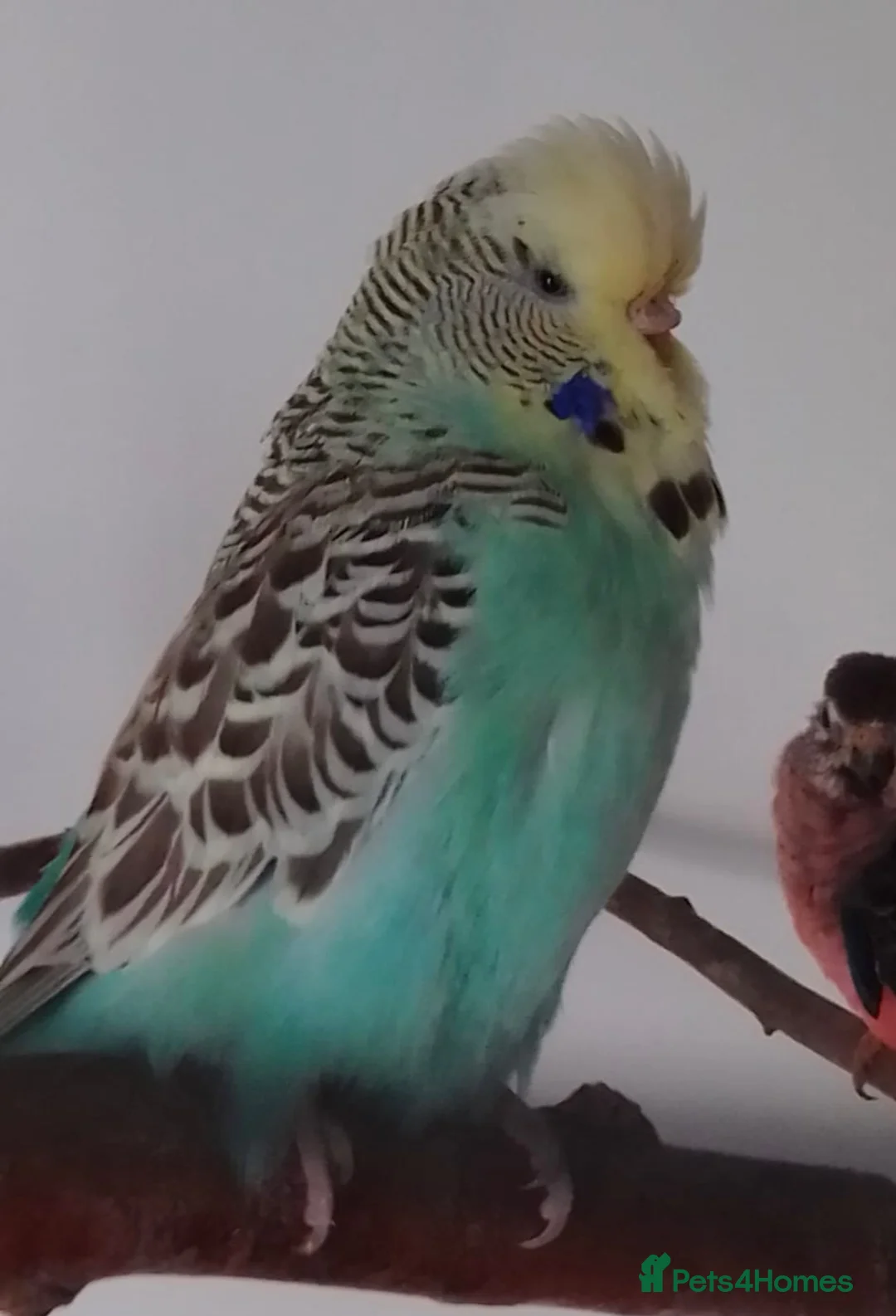 Budgerigars birds for sale: Bonded pair of budgies in Warrington - Advert 2