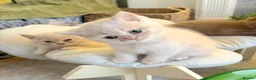 Brazilian Shorthair cats for sale: 5 British shorthair kittens - Advert 8
