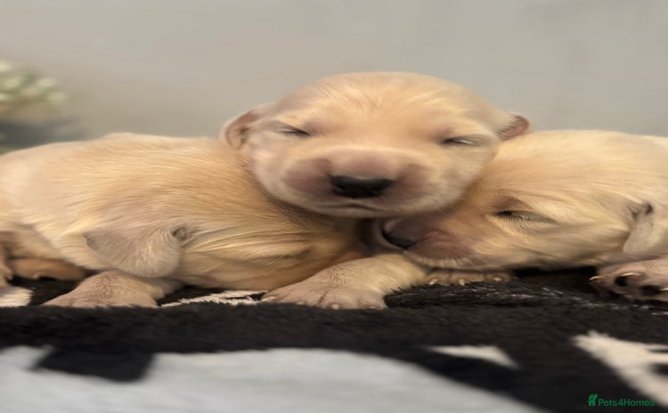 Golden Retriever dogs - Advert 6