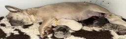 French Bulldog dogs for sale: Stunning French bulldog puppies  - Advert 30
