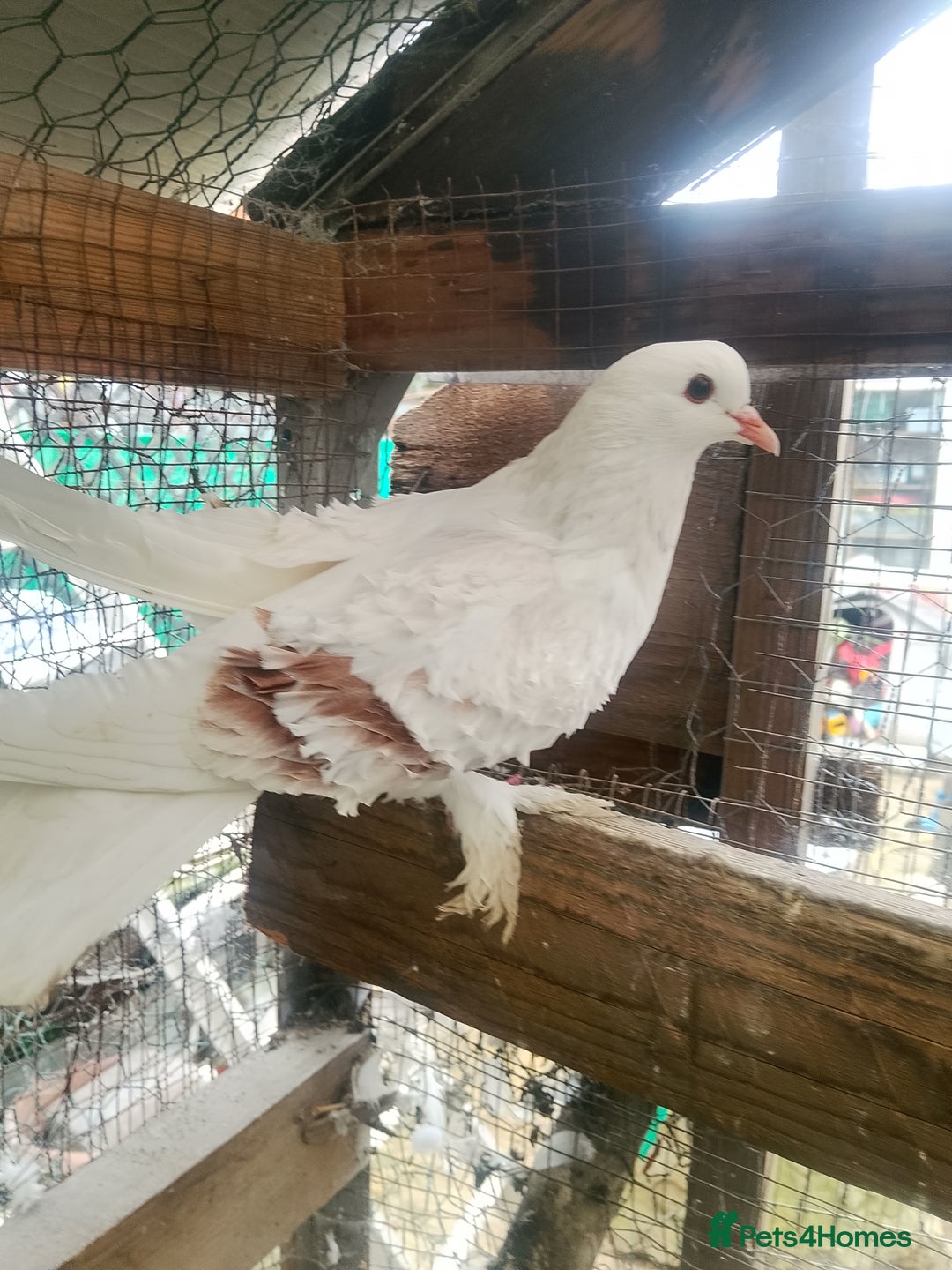 Pigeons birds for sale: Pigeon for sale - Advert 13