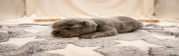 French Bulldog dogs for sale: French bulldog Puppies  - Advert 6