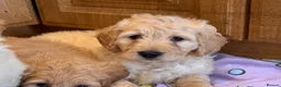 Goldendoodle dogs for sale: Cute Goldendoodle Ready for Their Forever Homes in Leicester - Advert 9