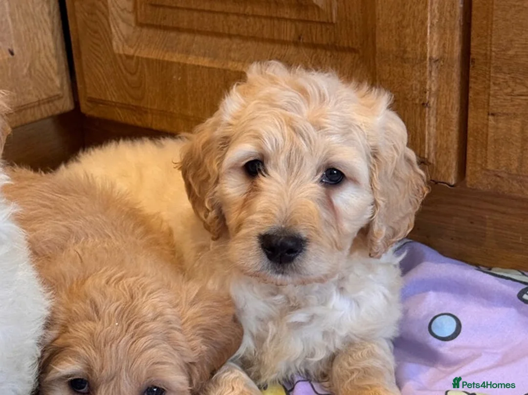Goldendoodle dogs for sale: Cute Goldendoodle Ready for Their Forever Homes in Leicester - Advert 9