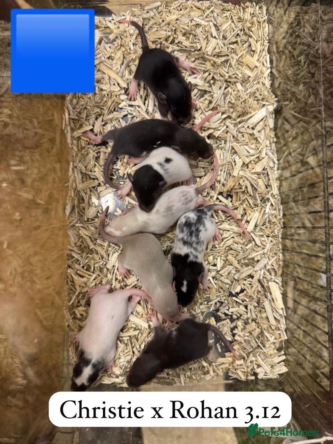 Rat rodents for sale: Baby full size and dwarf rats ready now /January - Advert 16