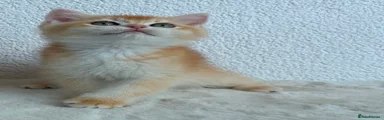British Shorthair Kitten 2