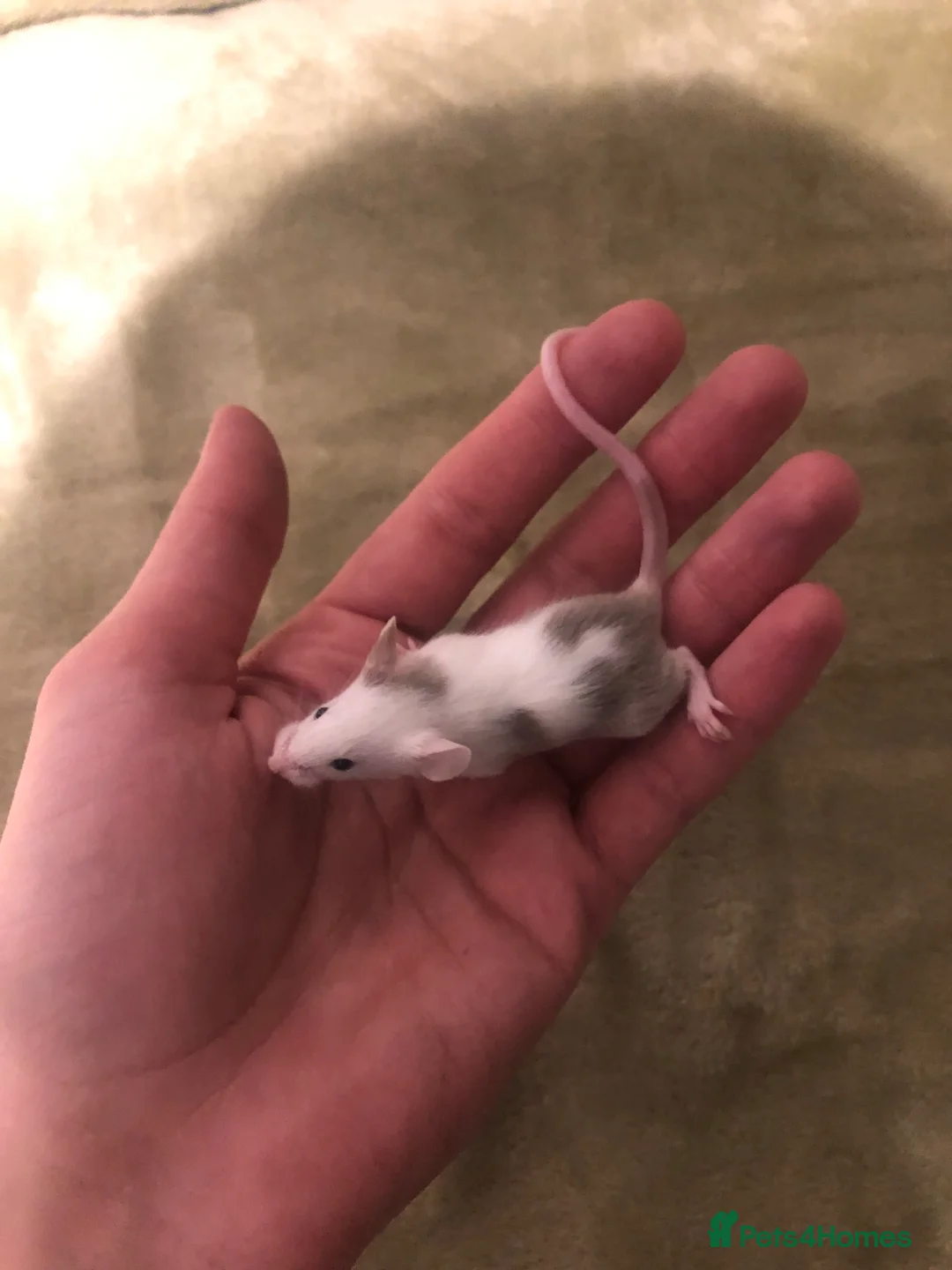 Mouse rodents for sale: Pet fancy mice for sale - Advert 6
