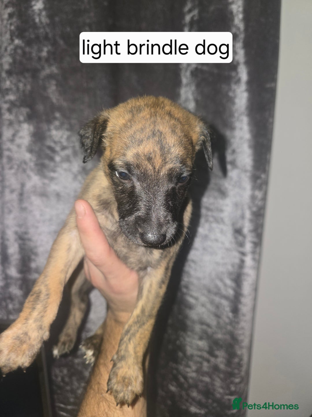 Whippet dogs for sale: CHAMPION SHOW BLOOD KC WHIPPET PUPS - Image 1
