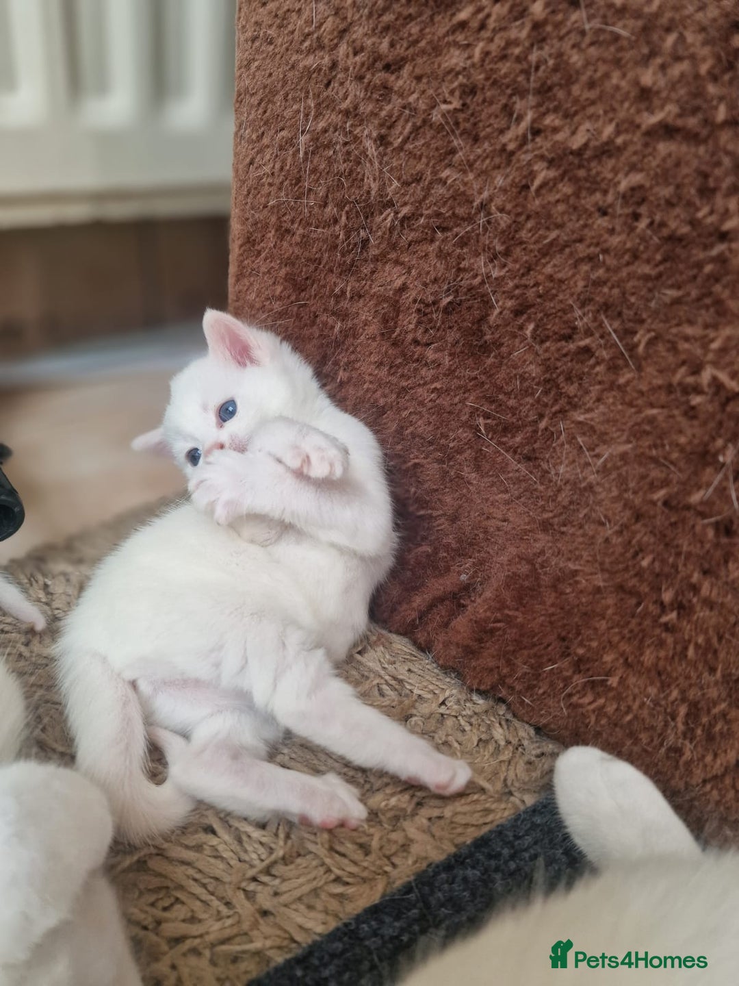 Mixed Breed cats for sale: Adorable white kittens  - Image 5