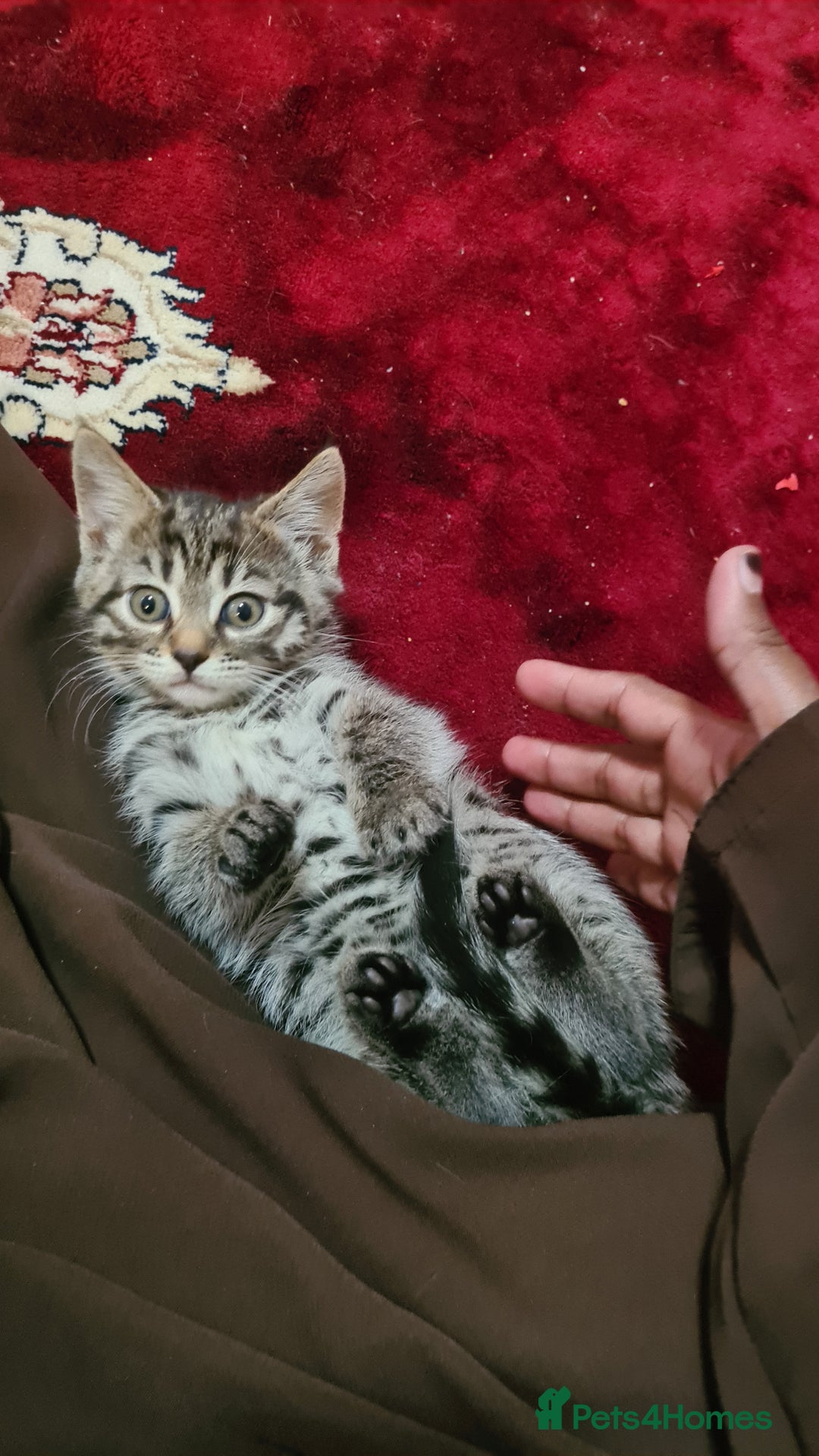 Mixed Breed cats for sale: 5 beautiful tabby cats longline/shorthair  - Image 3