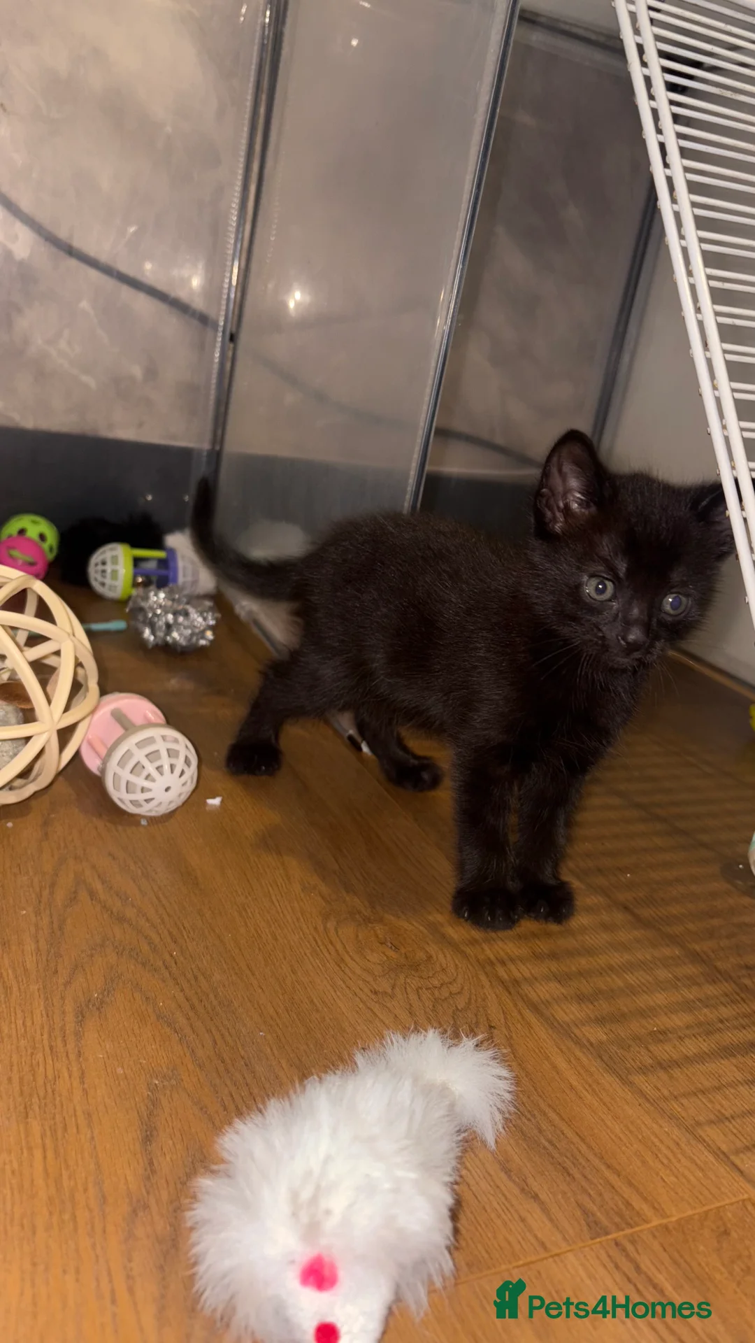 Mixed Breed cats for sale: One boy remaining  - Advert 1