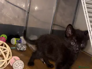 Mixed Breed cats One boy remaining - Advert 1