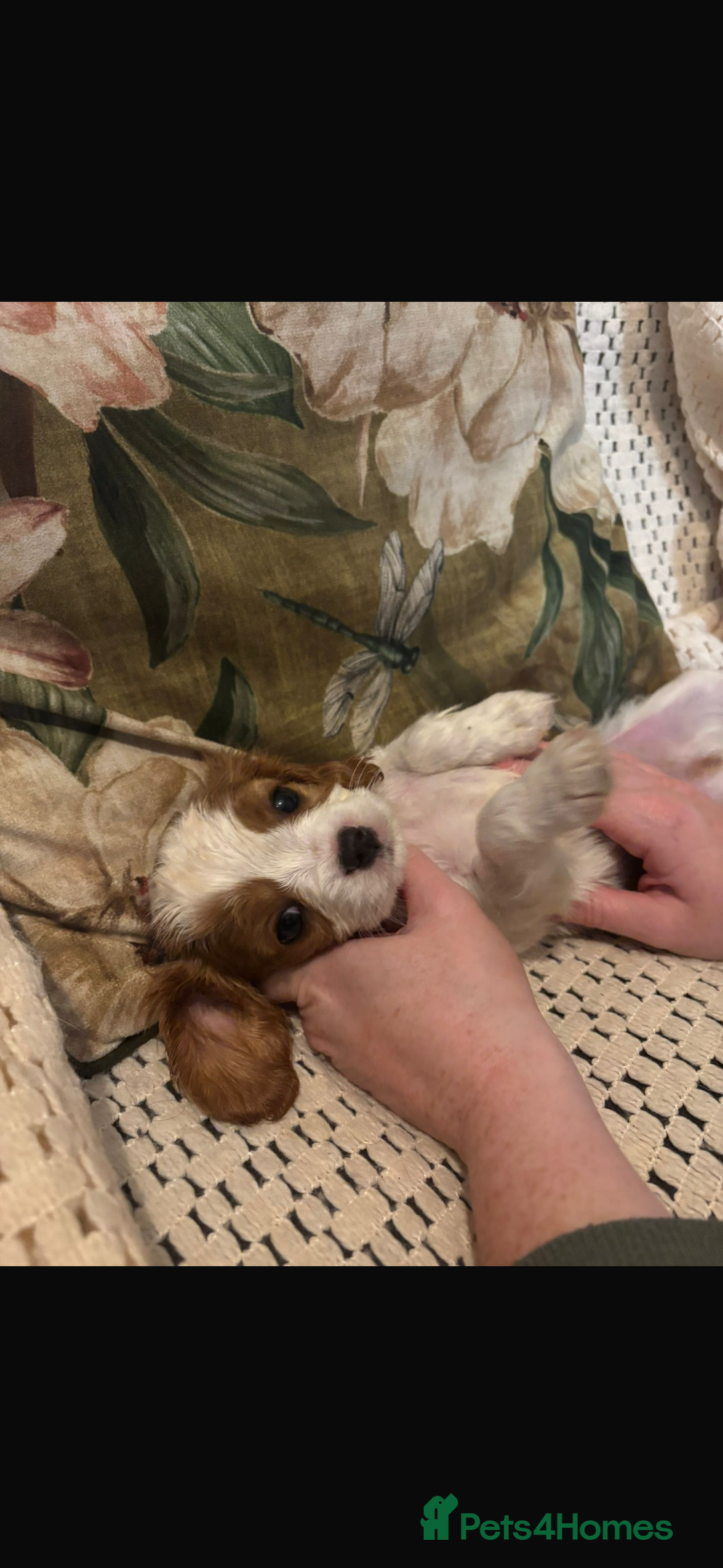 Cavalier King Charles Spaniel dogs for sale: Cavalier King Charles spaniel puppies  - Advert 15