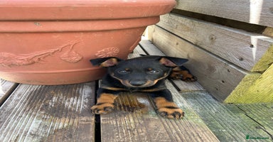 Lancashire Heeler dogs - Advert 6