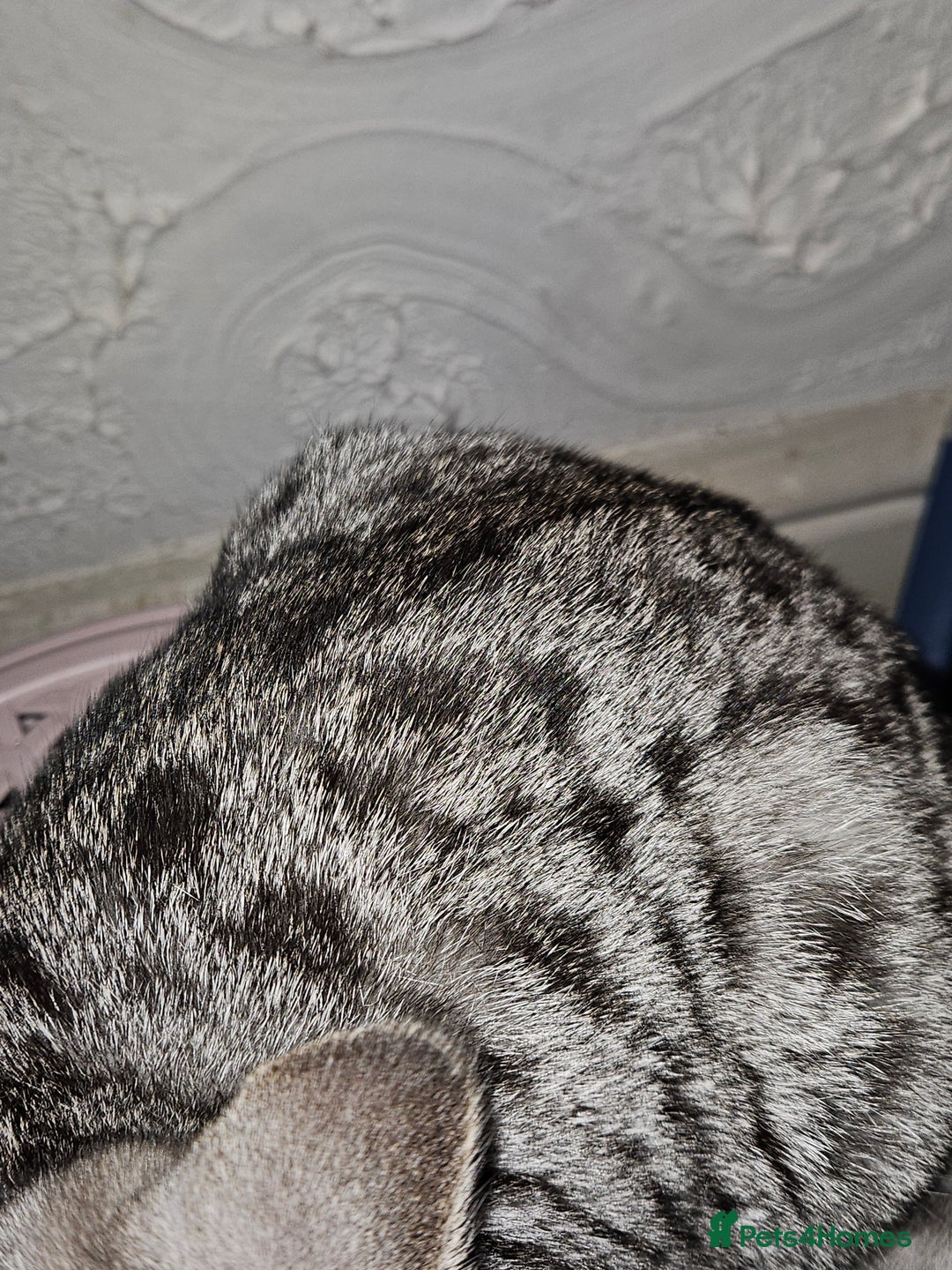 British Shorthair cats for sale: GCCF Silver Spotted Tabby British Shorthair Kitten - Advert 8