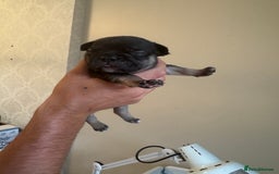 French Bulldog dogs for sale: French bulldog puppies🩷🩵 - Image 7