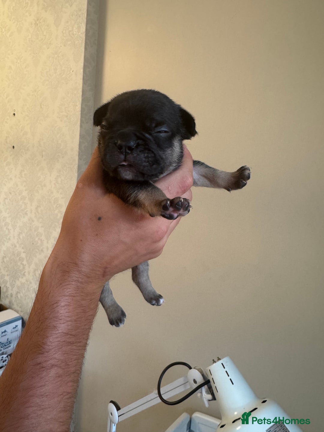 French Bulldog dogs for sale: French bulldog puppies🩷🩵 - Image 7