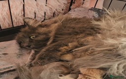 Maine Coon cats for sale: Maine Coon Pure Bread  - Image 8
