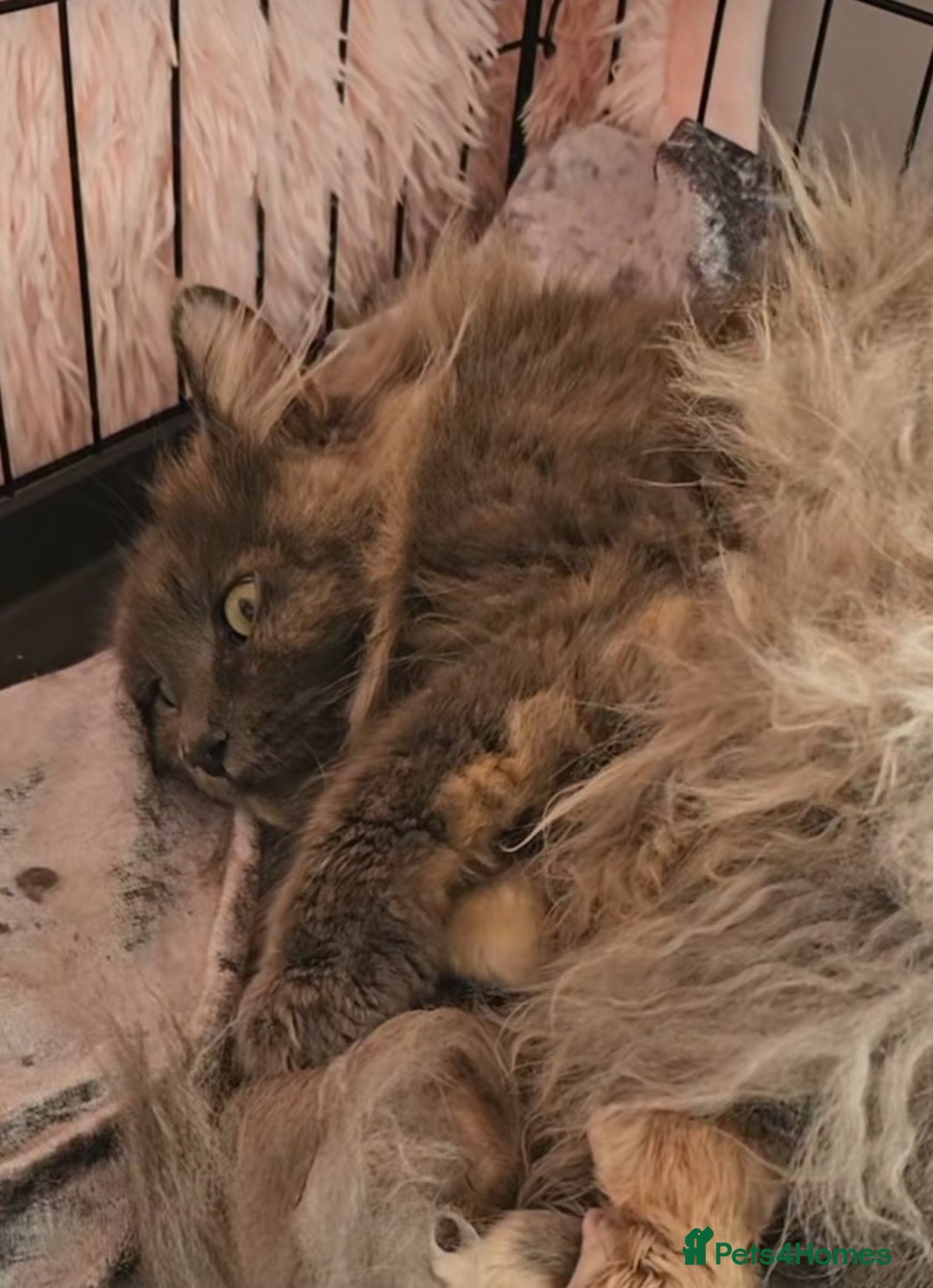 Maine Coon cats for sale: Maine Coon Pure Bread  - Image 8