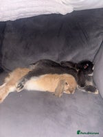 Mini Lop rabbits - Advert 8