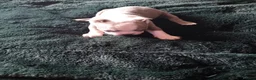 Boston Terrier dogs for sale: Boston Terrier  in Southend-on-Sea - Advert 3