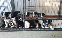 Border Collie dogs for sale: Farm bred Border Collie Pups for sale. - Advert 4