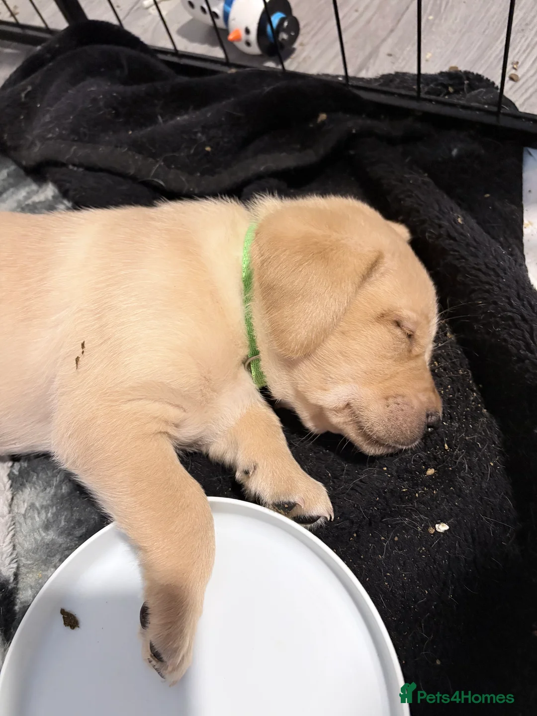 Labrador Retriever dogs for sale: Beautiful Labrador Pup - Advert 25