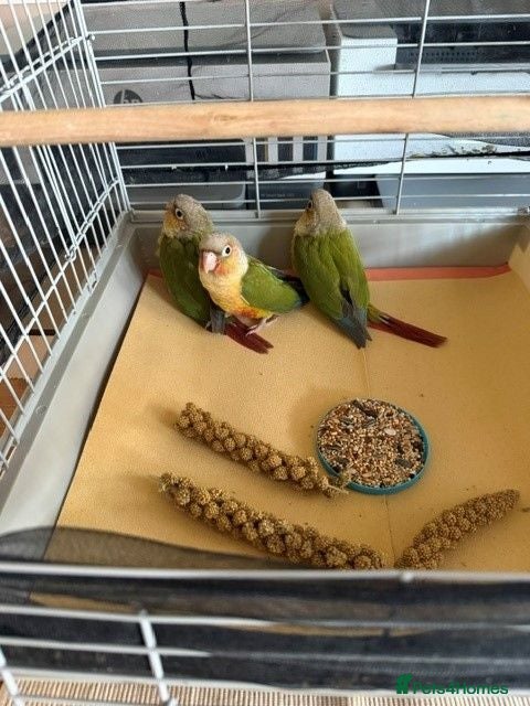Conures birds Green Cheek Conures - Advert 1