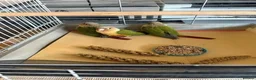 Conures birds for sale: Green Cheek Conures in Telford - Advert 1