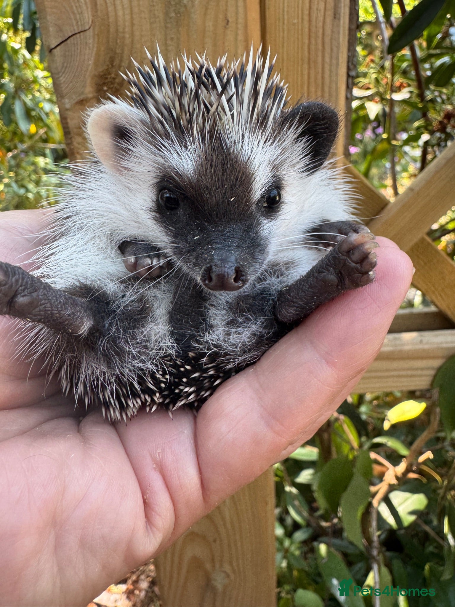 Pygmy Hedgehog rodents 8wk old litter of APH hoglets seeks 5* homes/READY - Advert 1