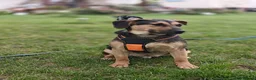 Mixed Breed dogs for adoption: 💙MARCO💙-  1 year old, a lower-medium/medium boy  - Advert 10