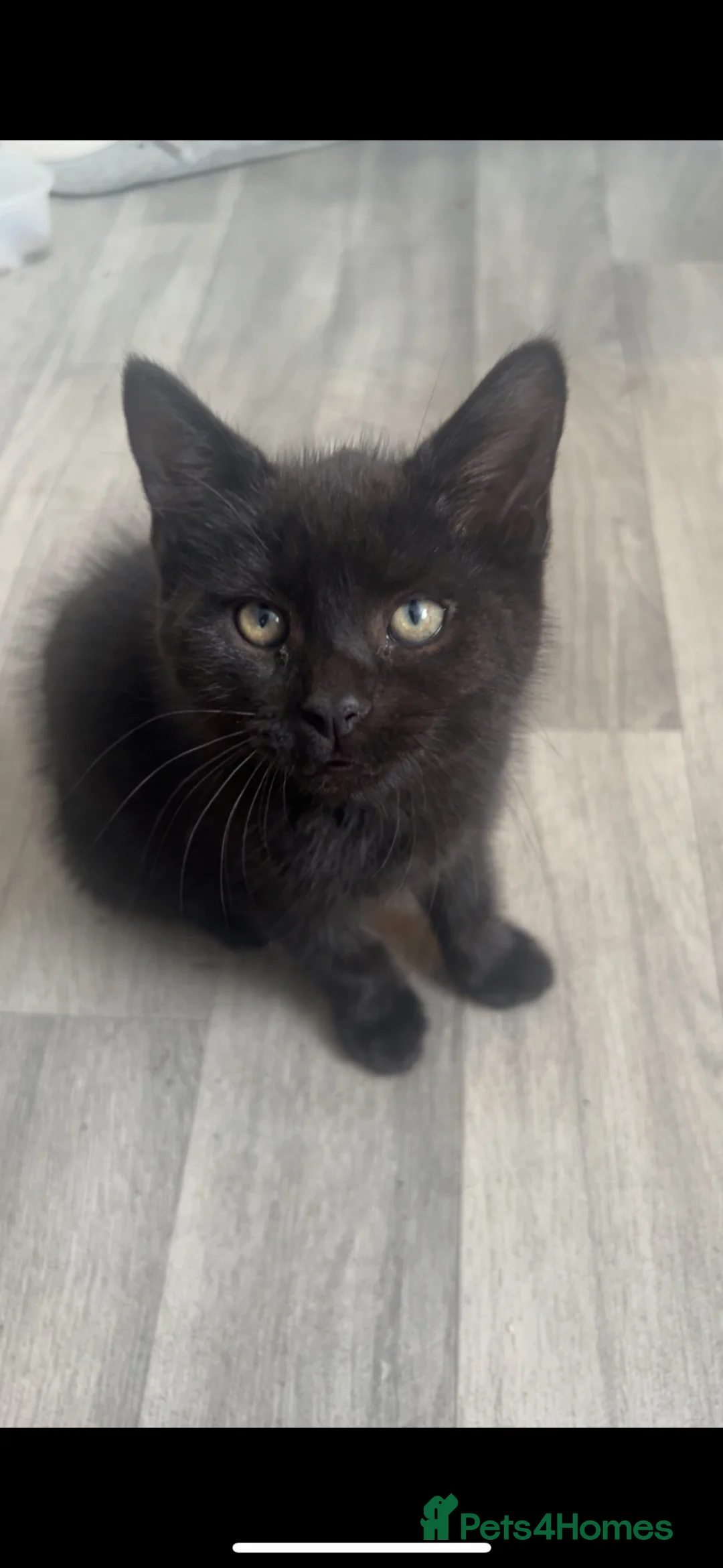 Mixed Breed cats for sale: Black fluffy kittens in London - Advert 2