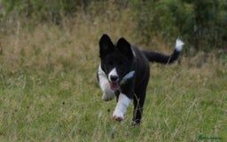 Mixed Breed dogs for sale: Kelpie x Collie puppies for sale!  - Image 2