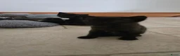 Mixed Breed cats for sale: Gorgeous kitten  - Advert 2