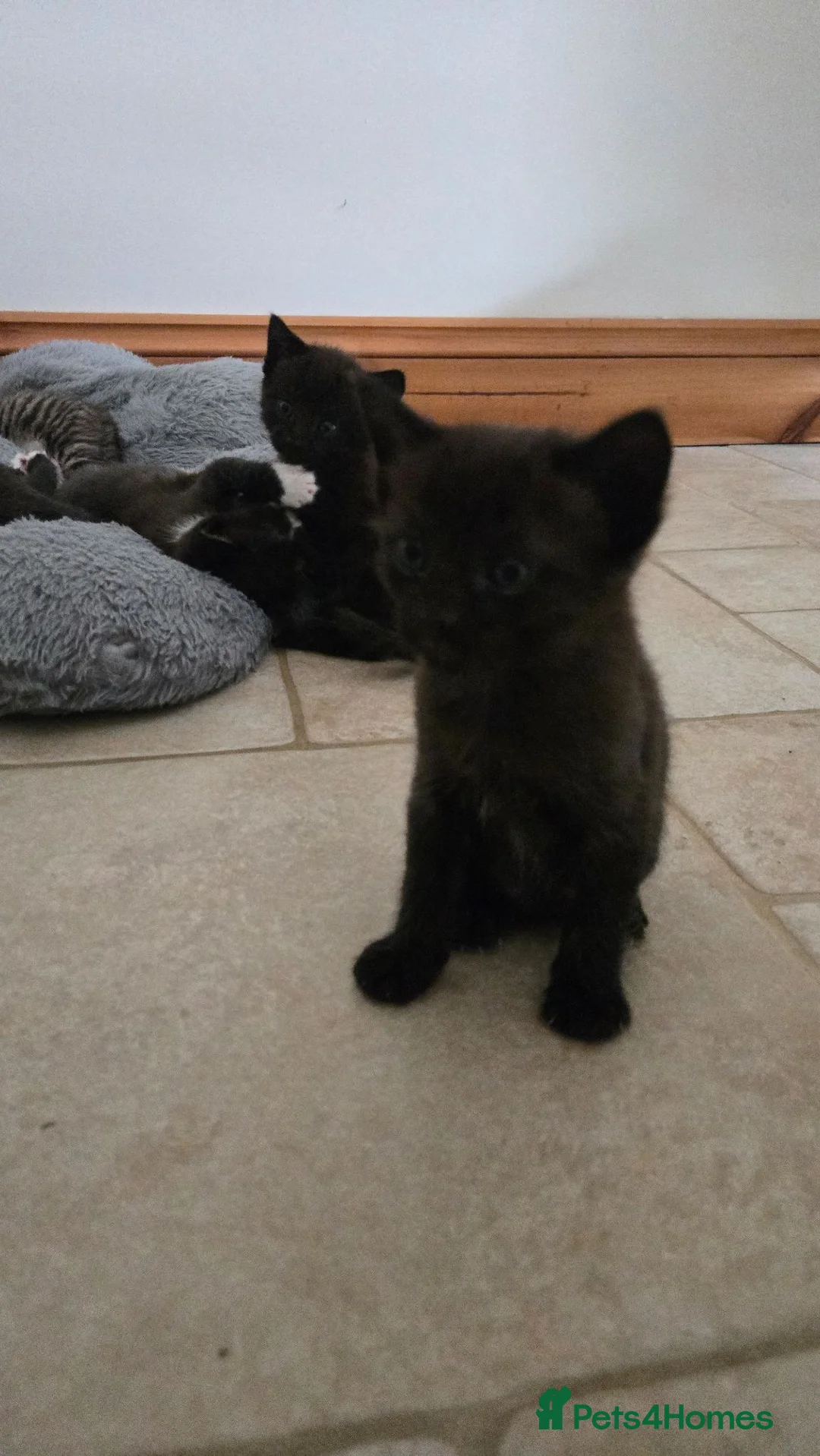 Mixed Breed cats for sale: Gorgeous kitten  - Advert 2
