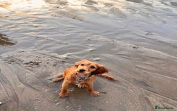 Cockalier dogs for sale: Rehoming Two Young Female Spaniels  - Image 10