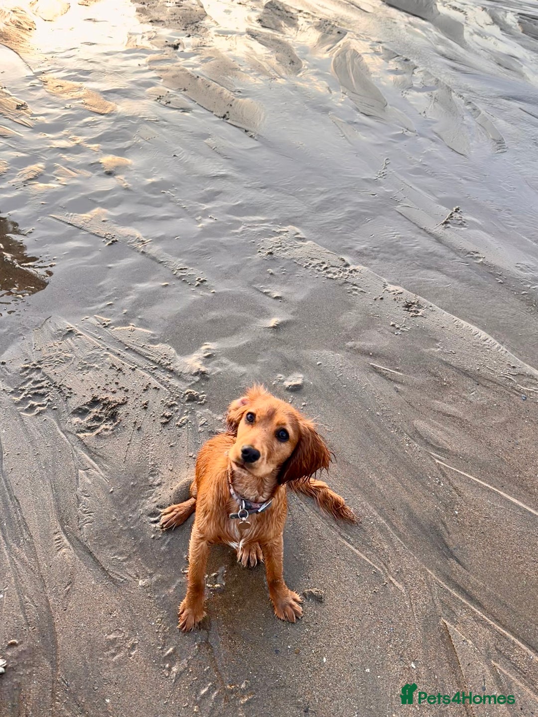 Cockalier dogs for sale: Rehoming Two Young Female Spaniels  - Image 10