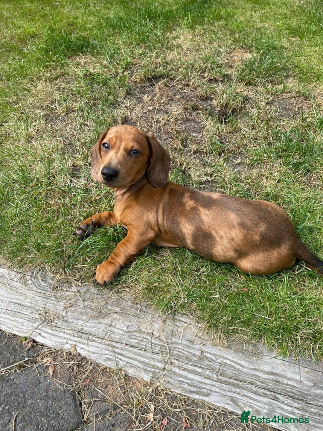 Miniature Dachshund dogs for stud: Miniature Red Dapple - KC Reg in Sheffield - Advert 11