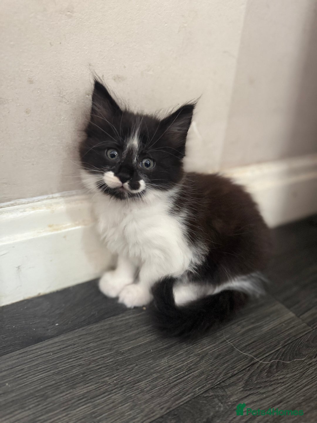 Maine Coon cats for sale: MaineCoon Female Kitten 🩷 - Image 6