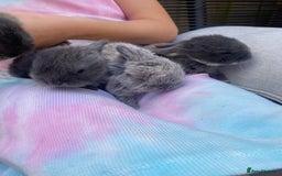 Mini Lion Lop rabbits for sale: 4 Baby Mini-Lops for sale - Image 4