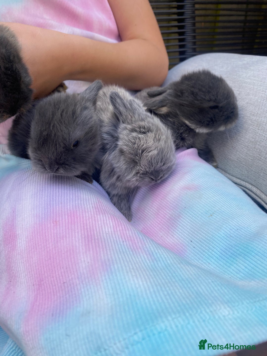 Mini Lion Lop rabbits for sale: 4 Baby Mini-Lops for sale - Image 4