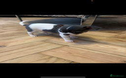 Chihuahua dogs for sale: 🐾LAST  BLUE PARTI CHIHUAHUA GIRL🐾 - Image 1
