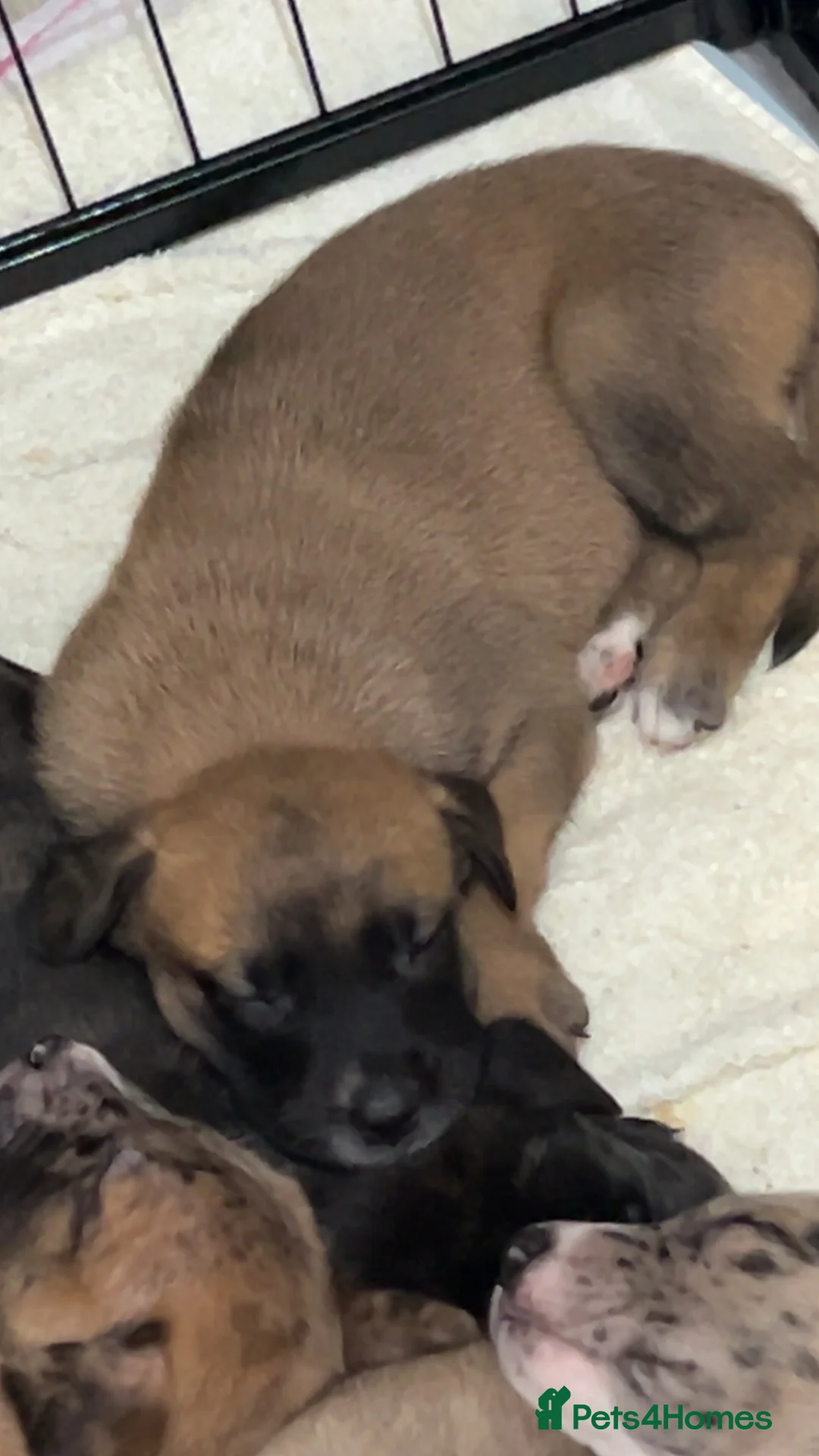 Mixed Breed dogs for sale: Catahoula leopard dog cross with Belgium Malinois  - Advert 3