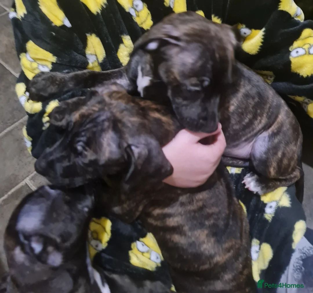 Staffordshire Bull Terrier dogs for sale: Classical staffy male pups - Advert 11