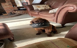 Sprocker dogs for sale: For sale - Image 2