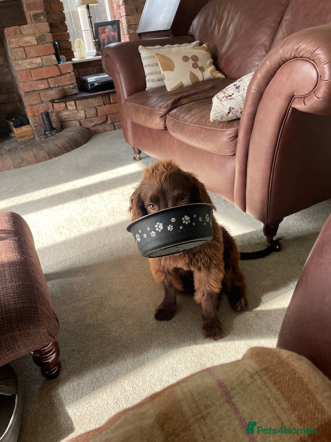 Sprocker dogs for sale: For sale - Image 2