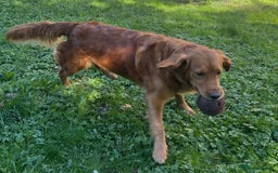 Golden Retriever dogs for sale: Hips elbows DNA perfect. 5 years old this july - Image 5